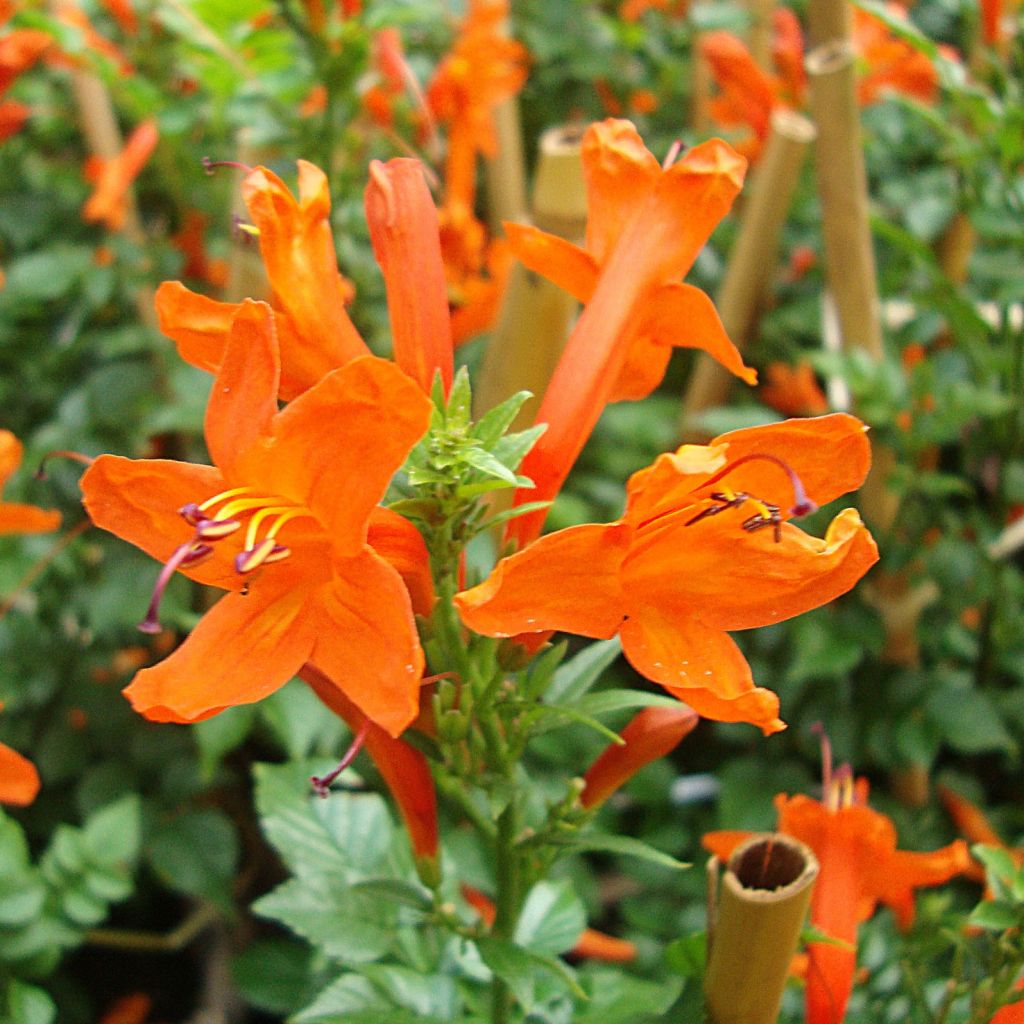 Tecomaria (Tecoma) capensis - Chèvrefeuille du Cap