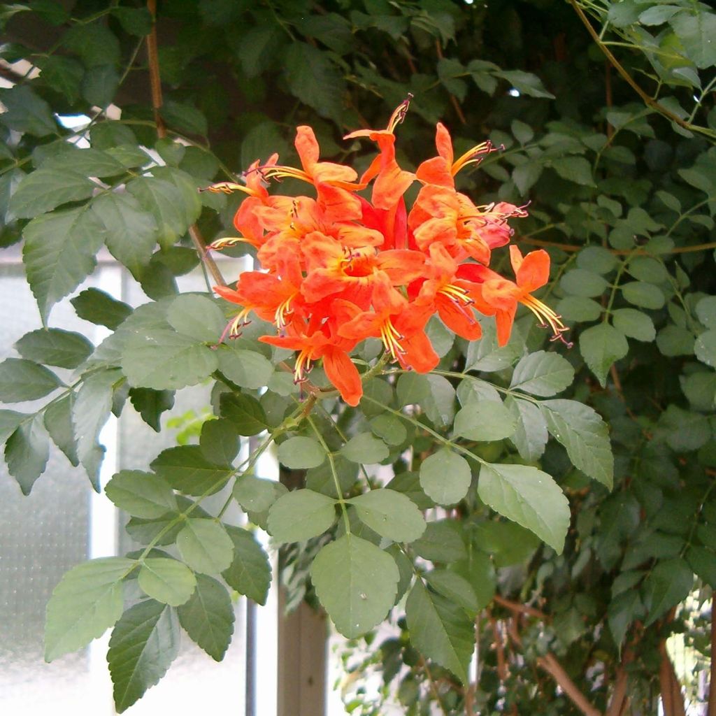 Tecomaria (Tecoma) capensis - Chèvrefeuille du Cap