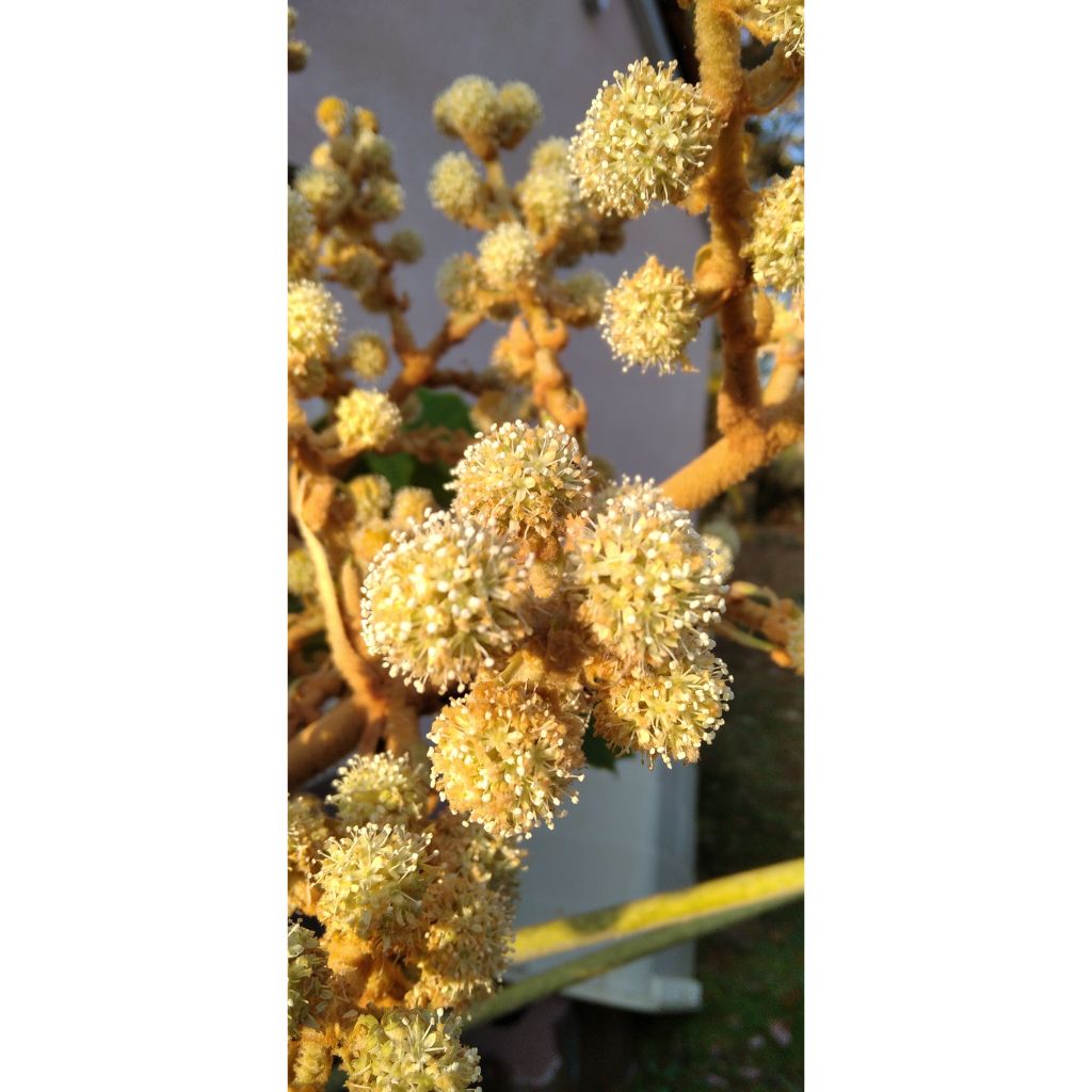 Tetrapanax papyrifera Rex - Plante à papier de riz