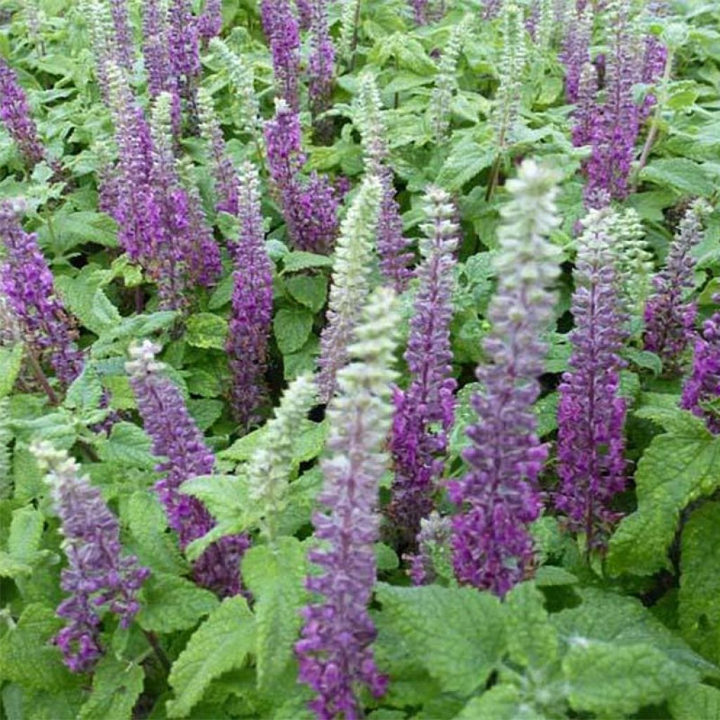 Teucrium hircanicum - Germandrée