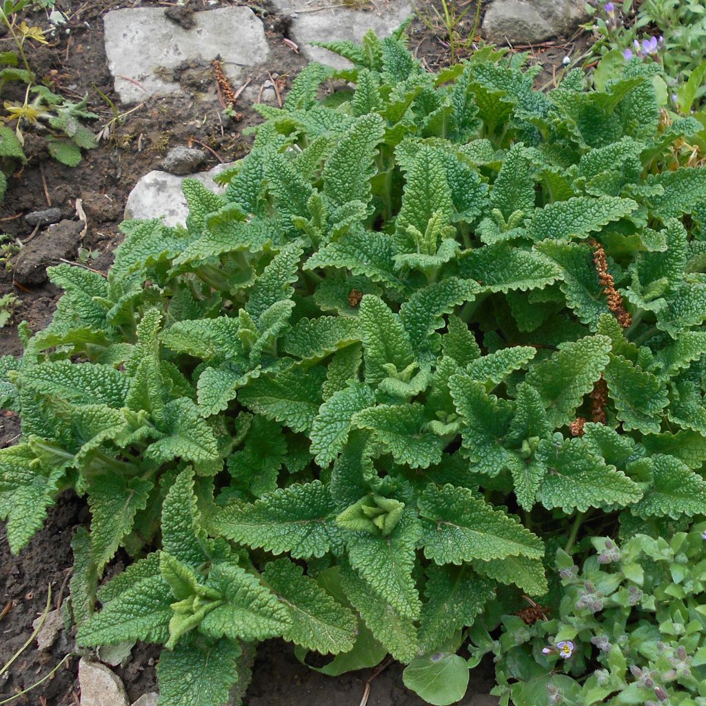 Teucrium hircanicum - Germandrée