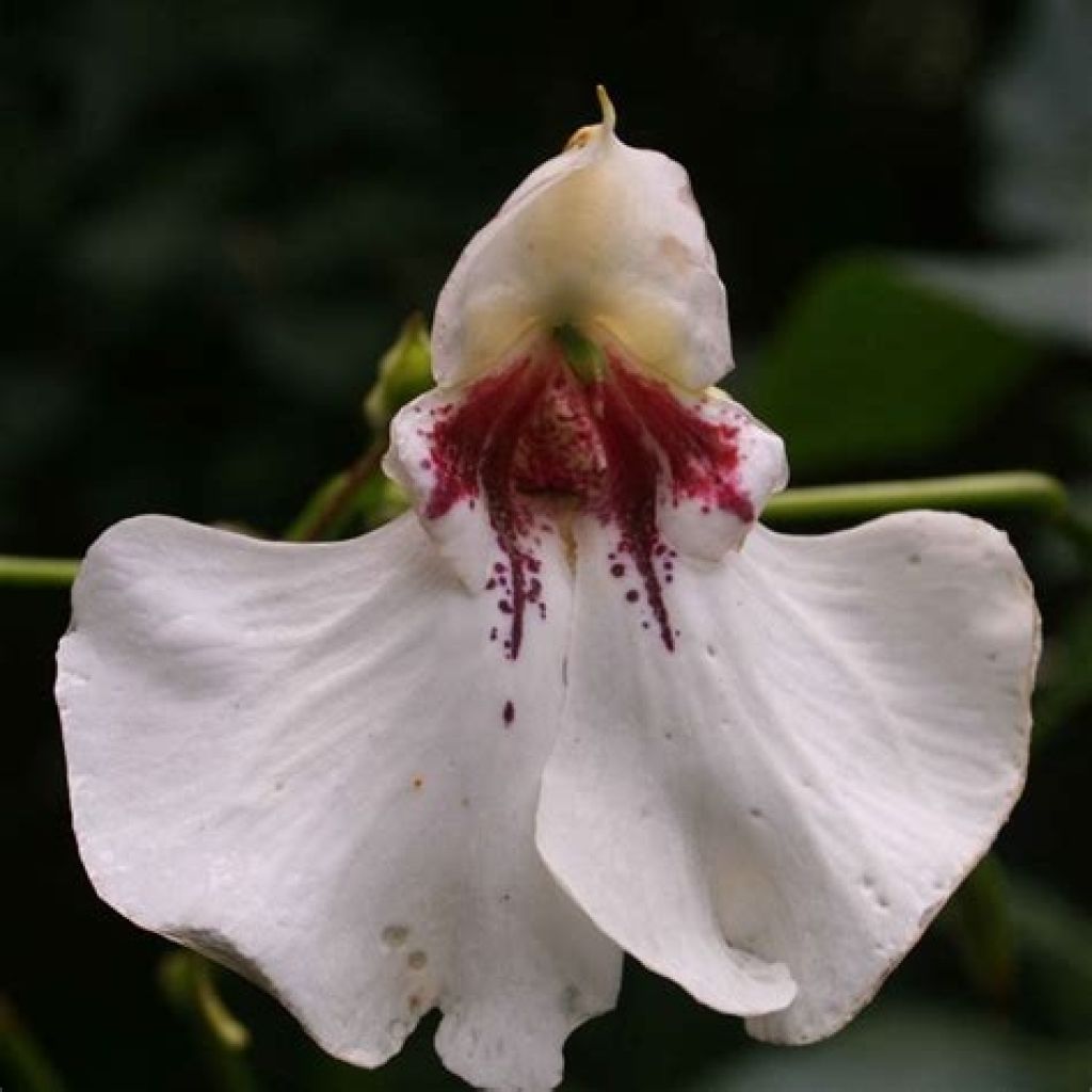 Impatiens tinctoria - Impatiente, Balsamine vivace