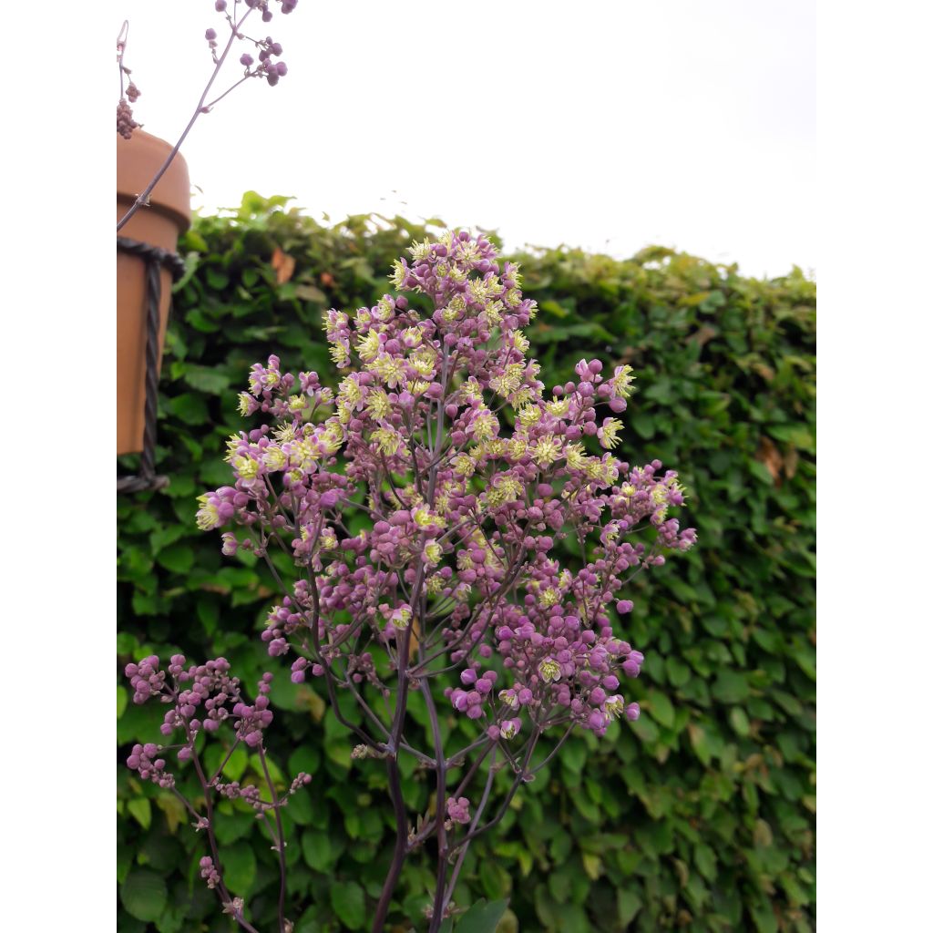 Thalictrum Anne - Pigamon