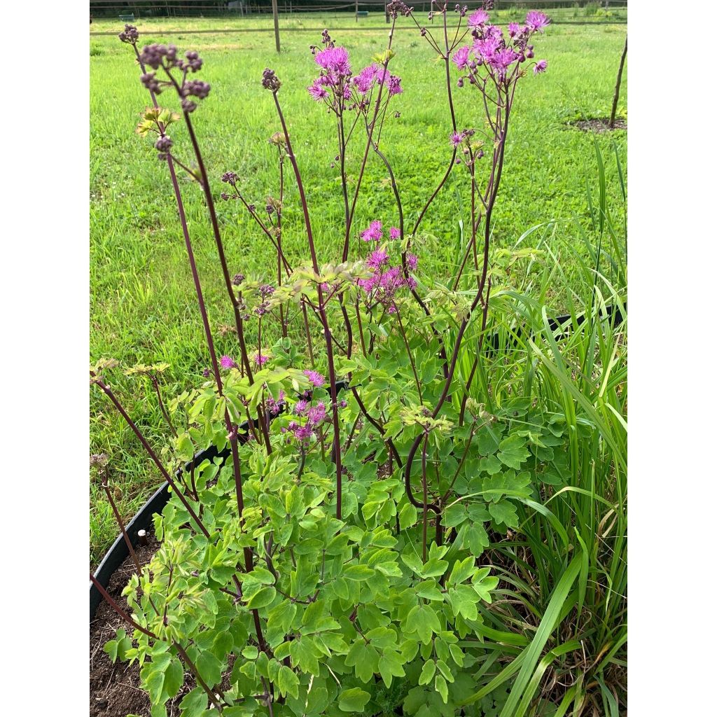 Thalictrum Black Stockings - Pigamon