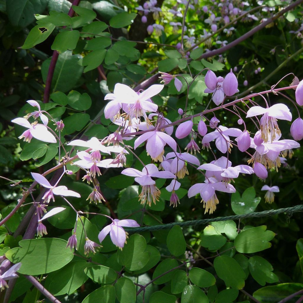 Thalictrum delavayi Splendide - Pigamon