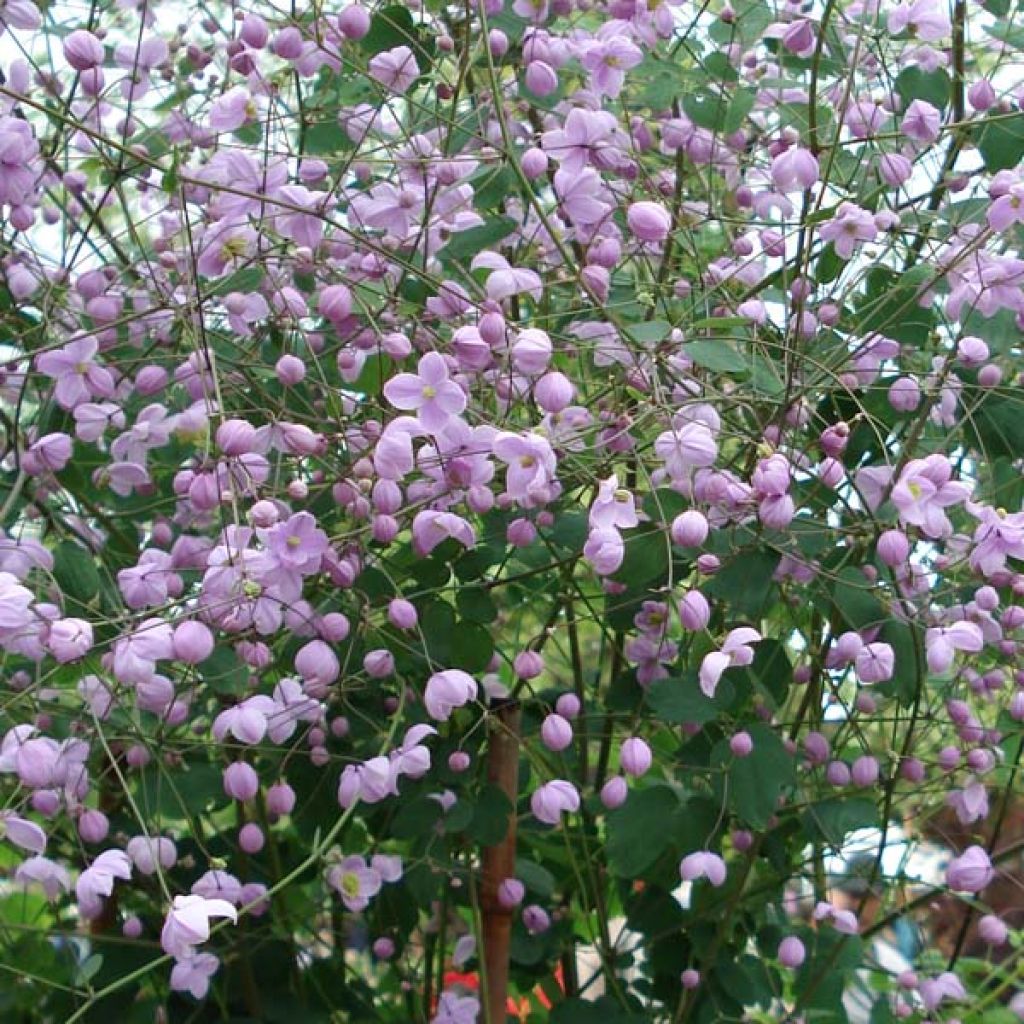 Thalictrum delavayi Splendide - Pigamon