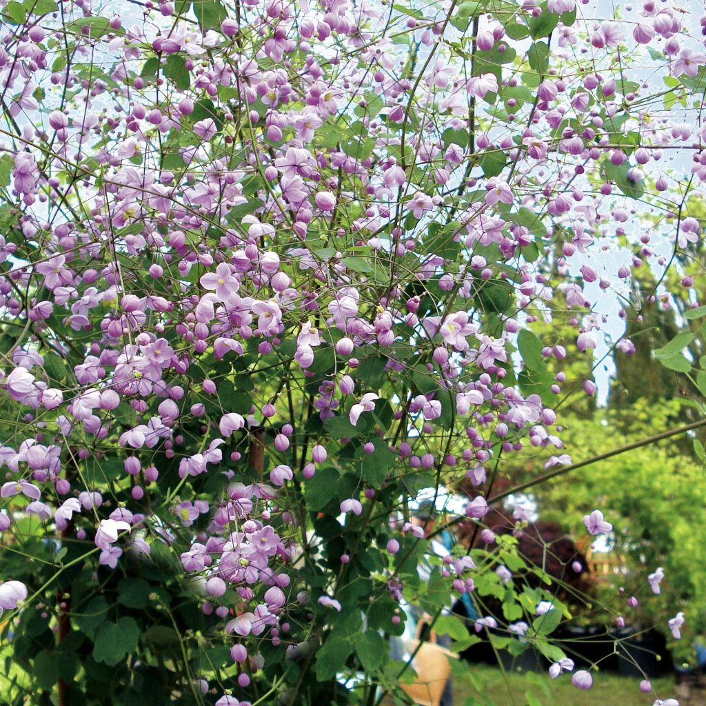 Thalictrum delavayi Splendide - Pigamon