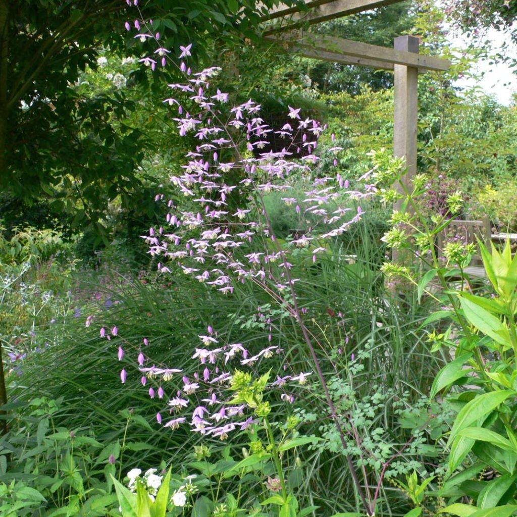 Thalictrum petaloideum - Pigamon