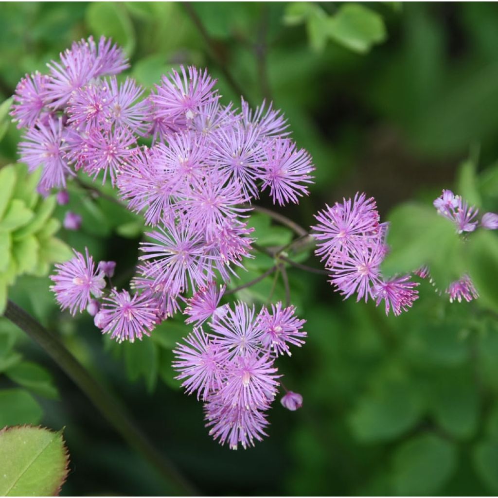 Thalictrum aquilegifolium - Pigamon