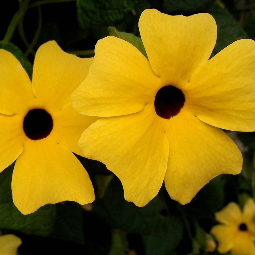 Suzanne jaune aux yeux noirs - Thunbergia Alata