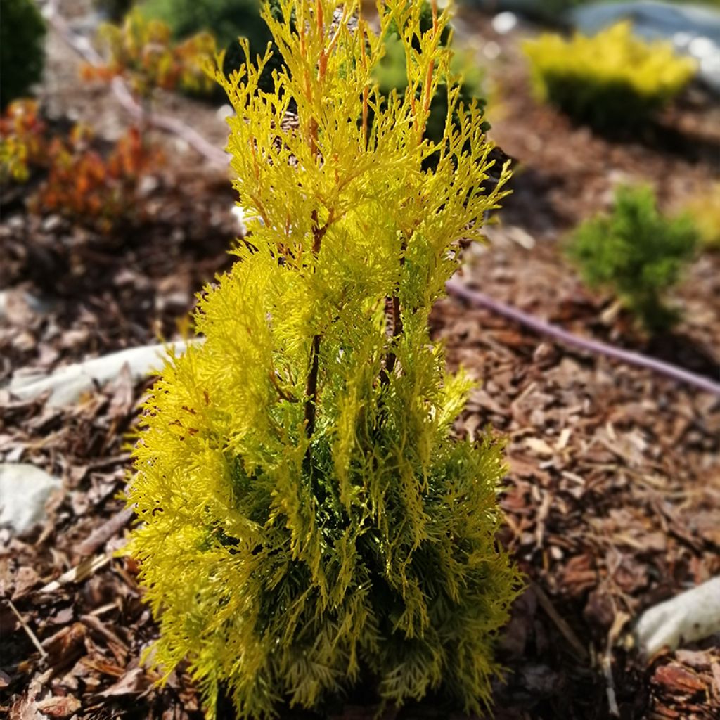 Thuya du Canada - Thuja occidentalis Malonyana Aurea