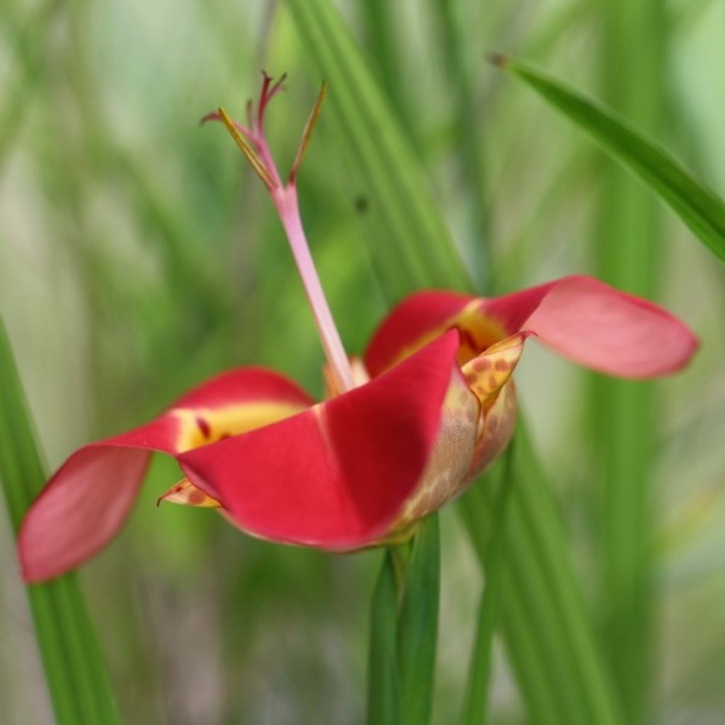 Tigridia pavonia Speciosa - Oeil de Paon