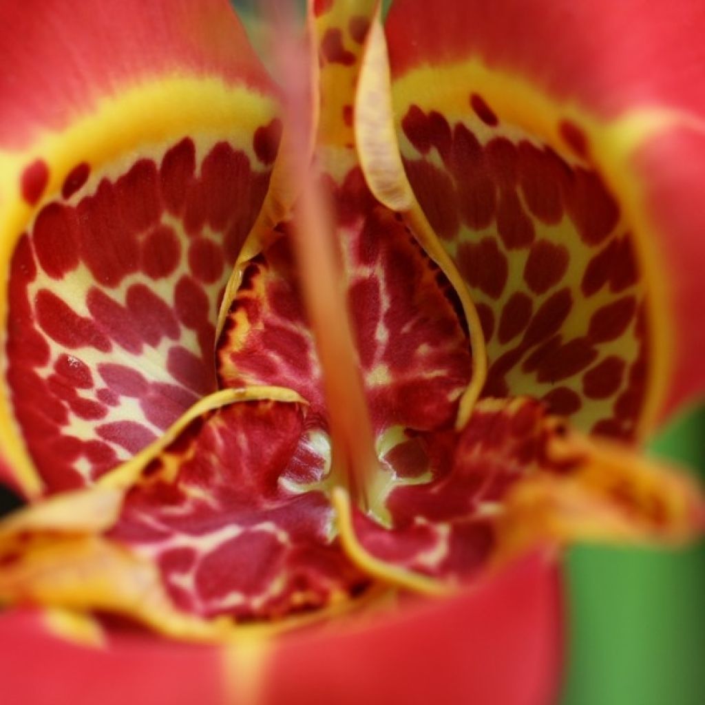 Tigridia pavonia Speciosa - Oeil de Paon