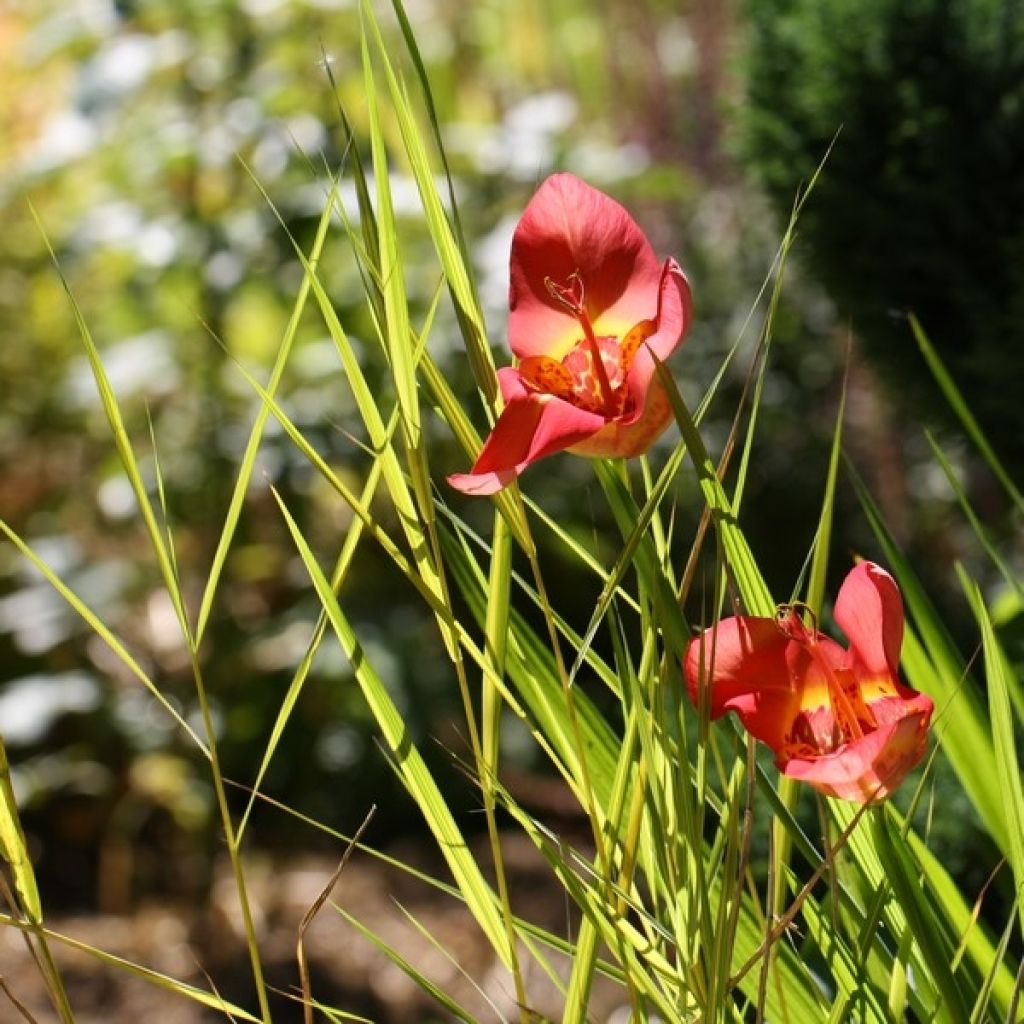 Tigridia pavonia Speciosa - Oeil de Paon