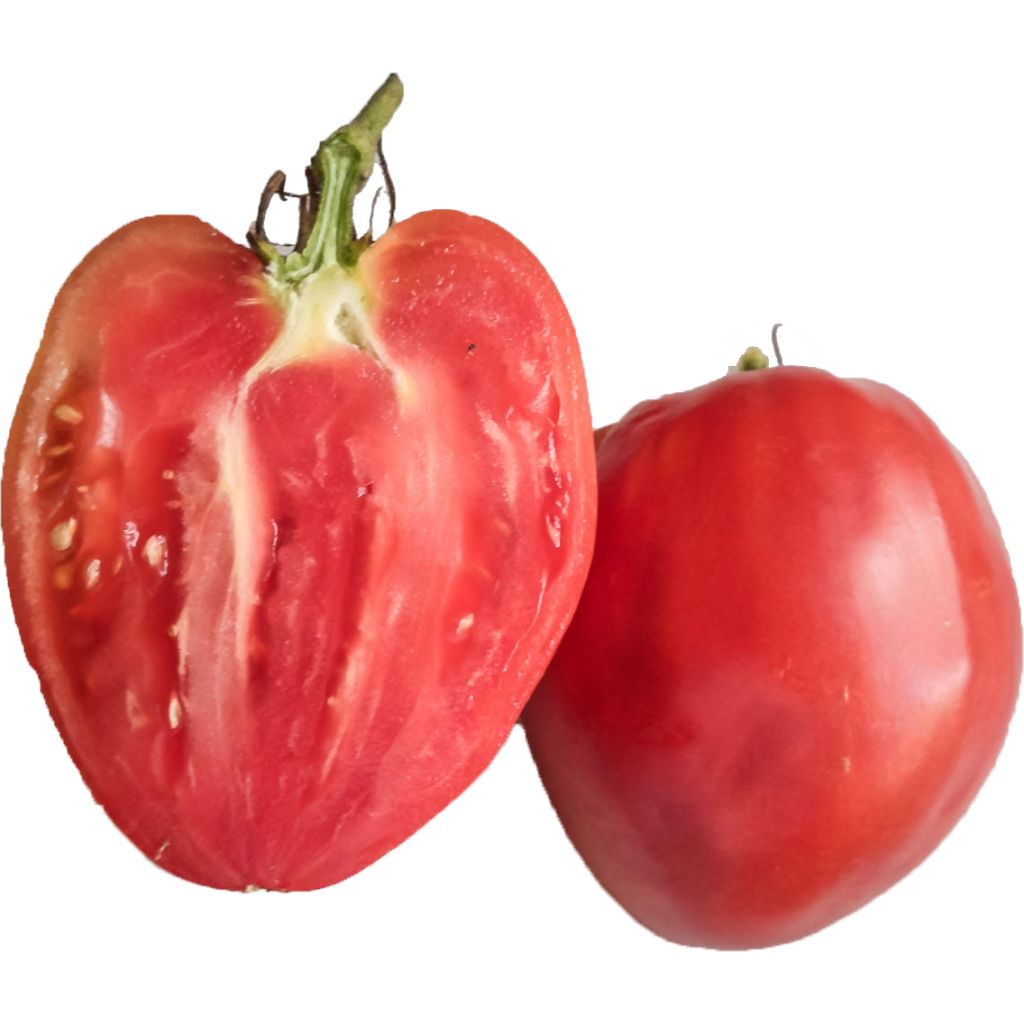 Tomate cœur de bœuf rose (Cuor di Bue Rose) en pot