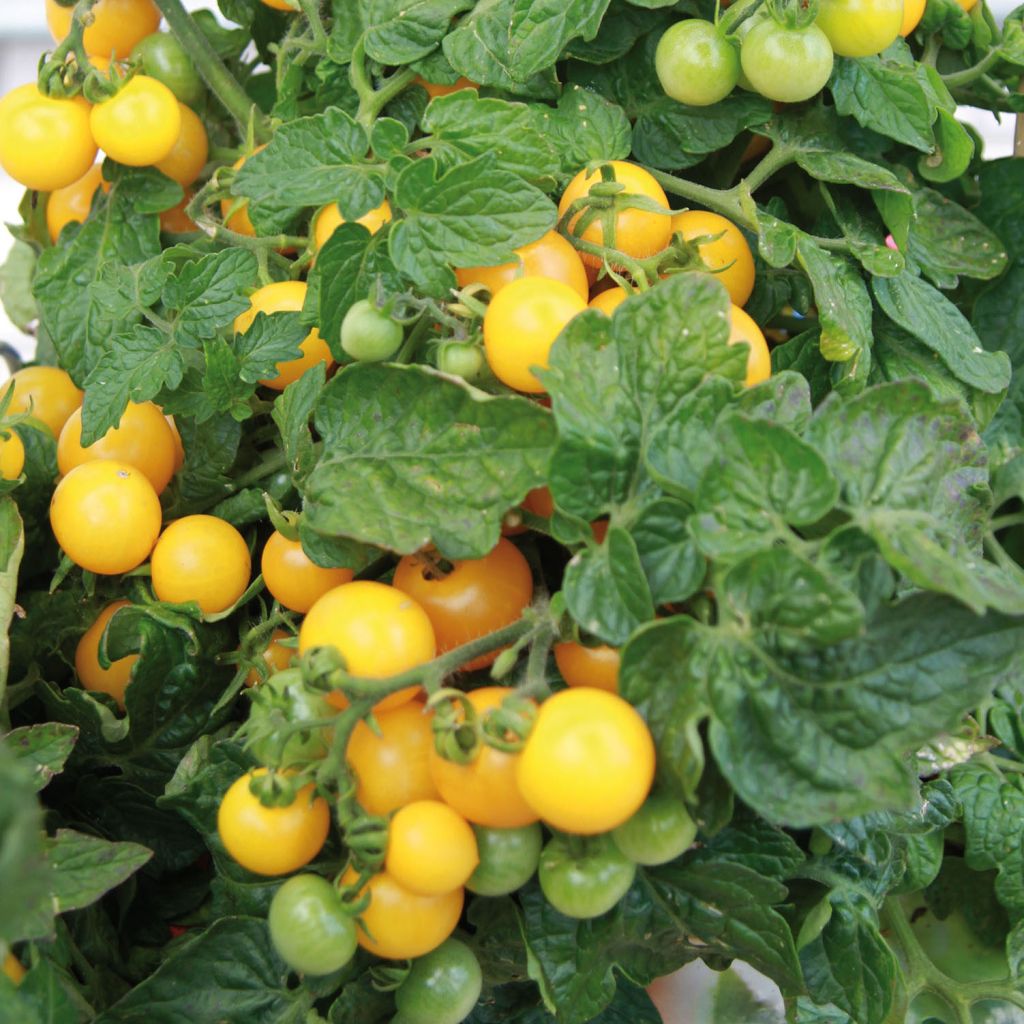 Tomate Pendulina Yellow en plants