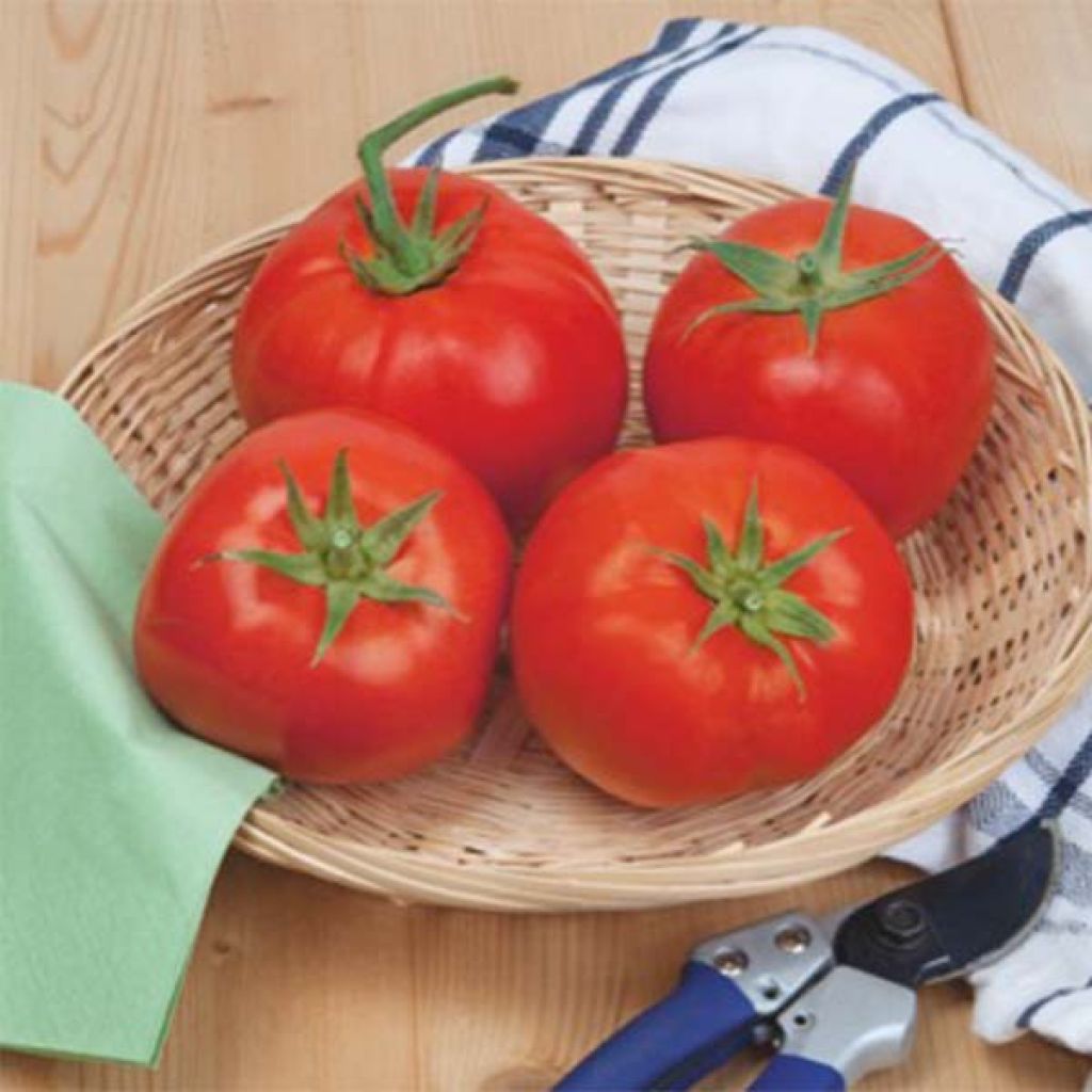 Tomate Italienne (type Beefsteak) Bio - La Boîte à Graines