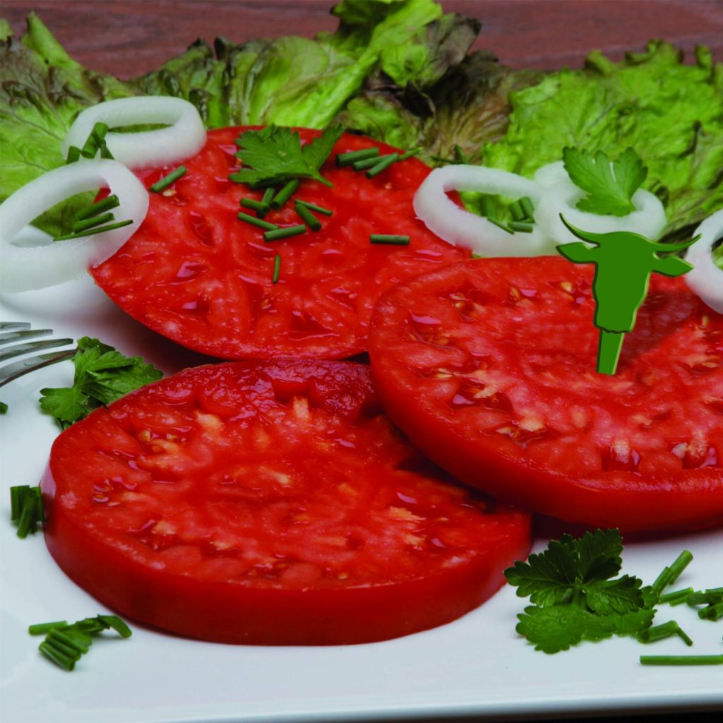 Tomate Buffalo Steak en plants GREFFES BIO - F1 en mini-mottes 