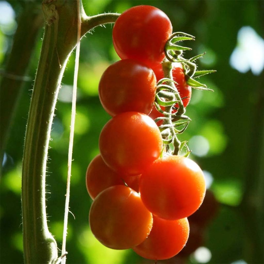 Tomate cerise Bio