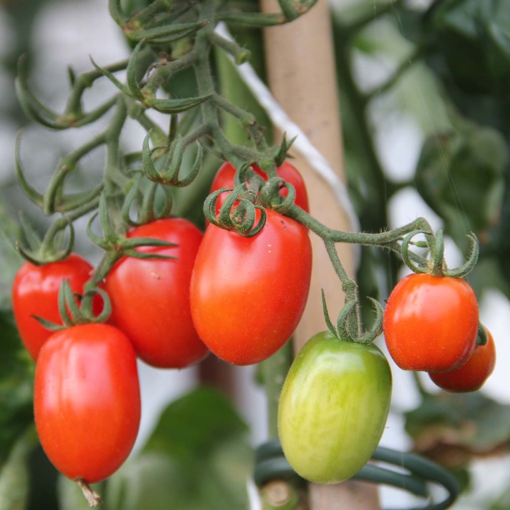 Tomate Tutti Frutti en plants - Tomate-cerise