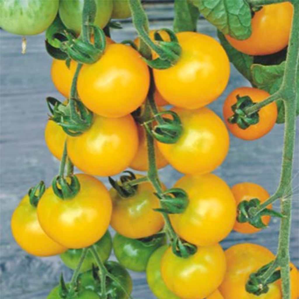 Tomate cerise Yellow Grapes F1