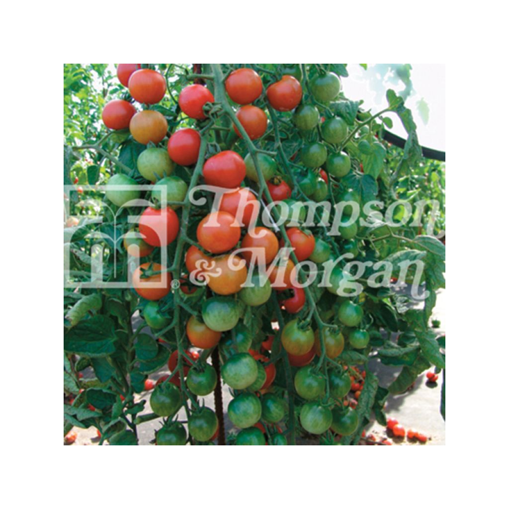Tomate Cherrola F1 - Tomate-cerise