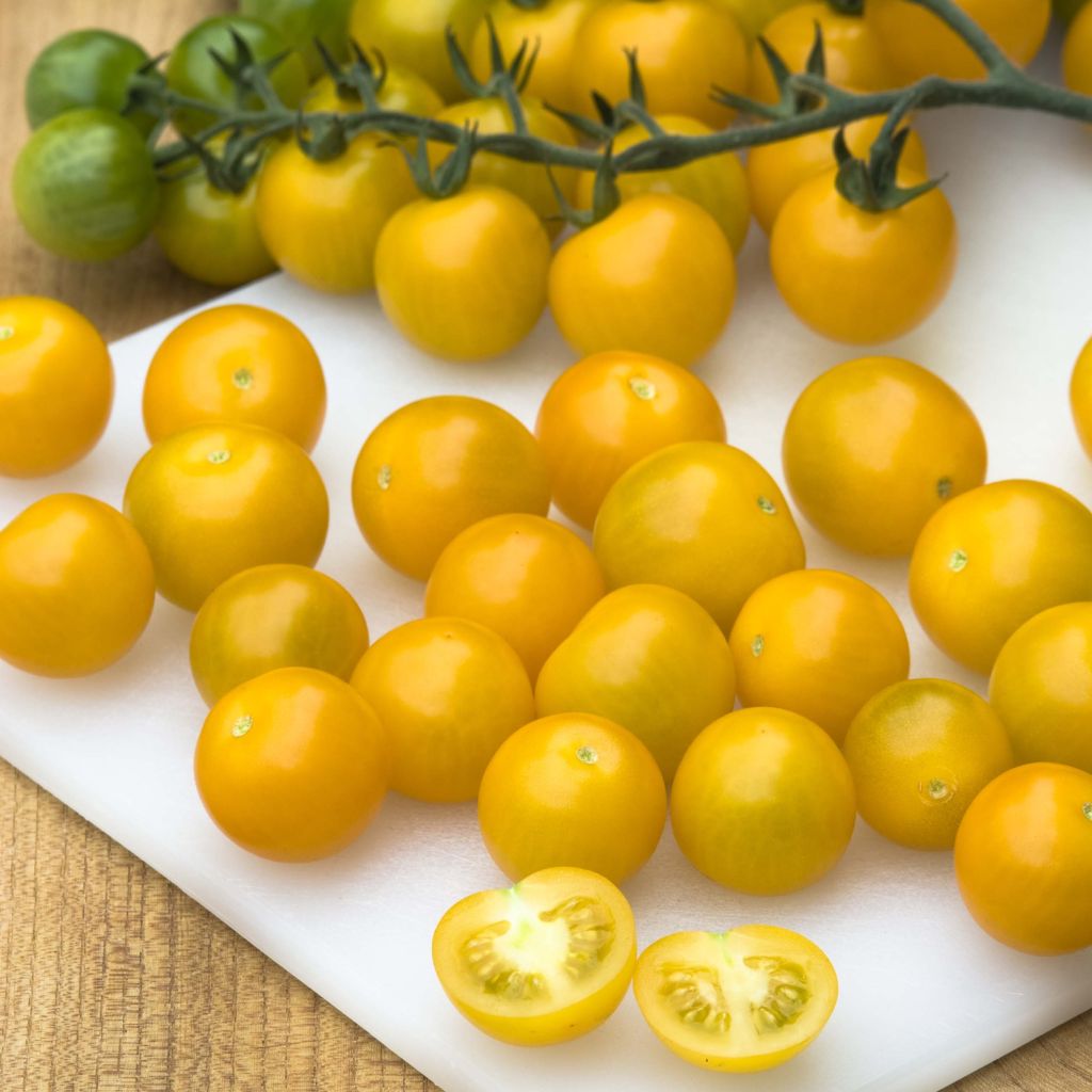 Tomate Cherry Yellow en plants - Tomate-cerise