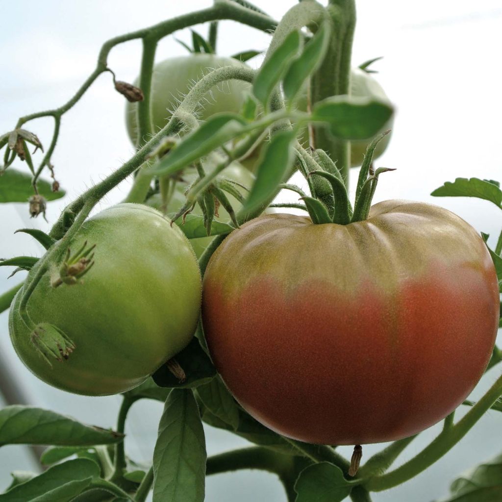 Tomate Chocoprevia F1 en plants GREFFES - La Sélection du Chef