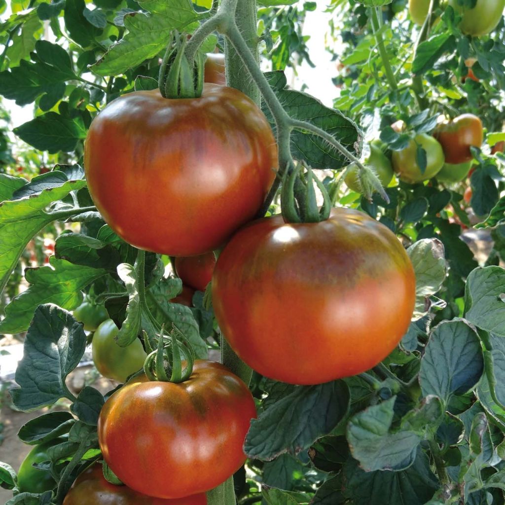 Tomate Chocoprevia F1 en plants GREFFES - La Sélection du Chef