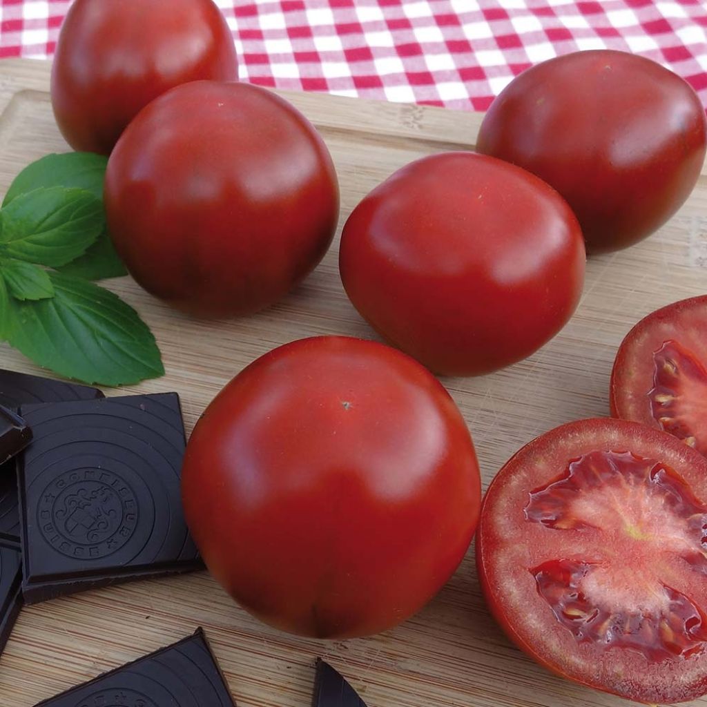 Tomate Chocoprevia F1 en plants GREFFES - La Sélection du Chef