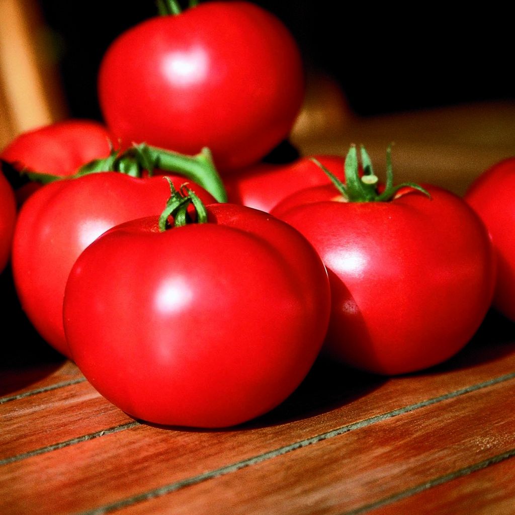 Tomate Fantasio F1 en plants