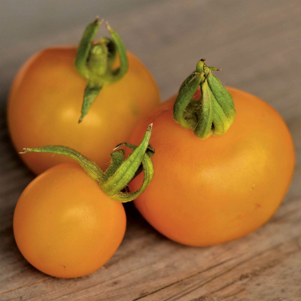 Tomate Goldene Königin Bio - Ferme de Sainte Marthe - Tomate Reine d'or