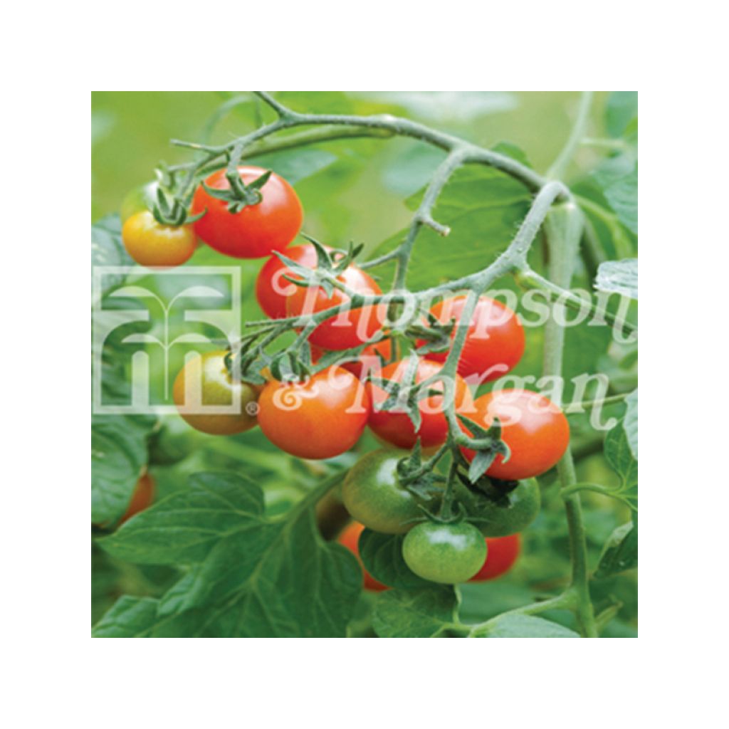 Tomate Losetto F1 - Tomate-cerise