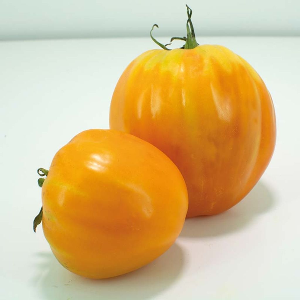 Tomate Ochsenherz en plants