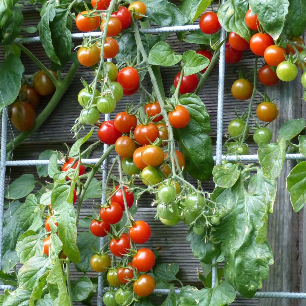 Poivron Sweetmie Red en plants