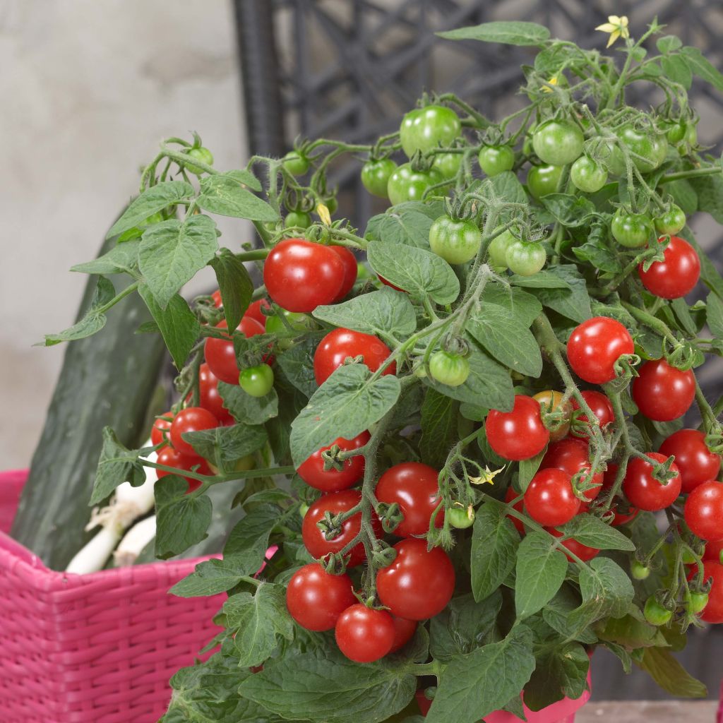 Tomate Sturdy Jo en plants - Tomate-cocktail