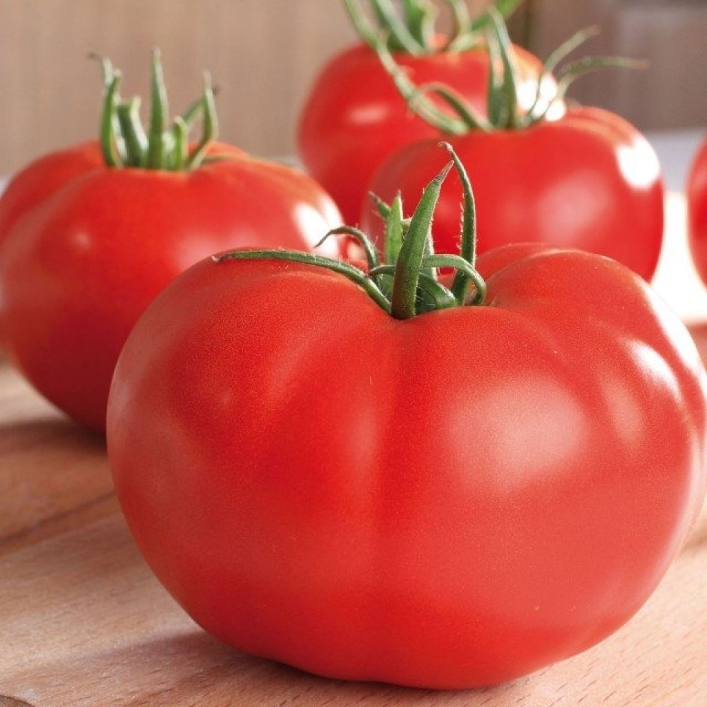 Tomate Supersteak F1 en plant - La Sélection du Chef