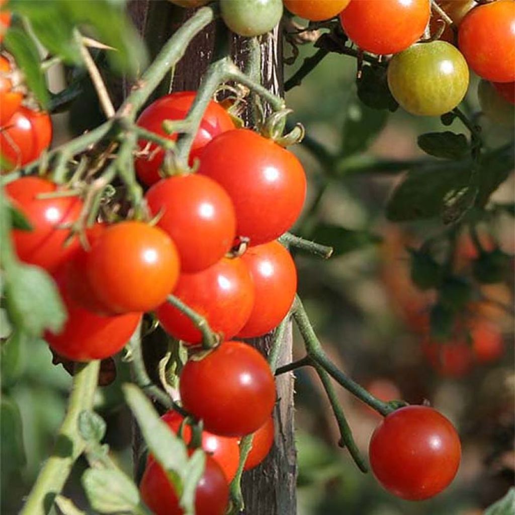 Tomate cerise Sweetbaby - Graines Bocquet