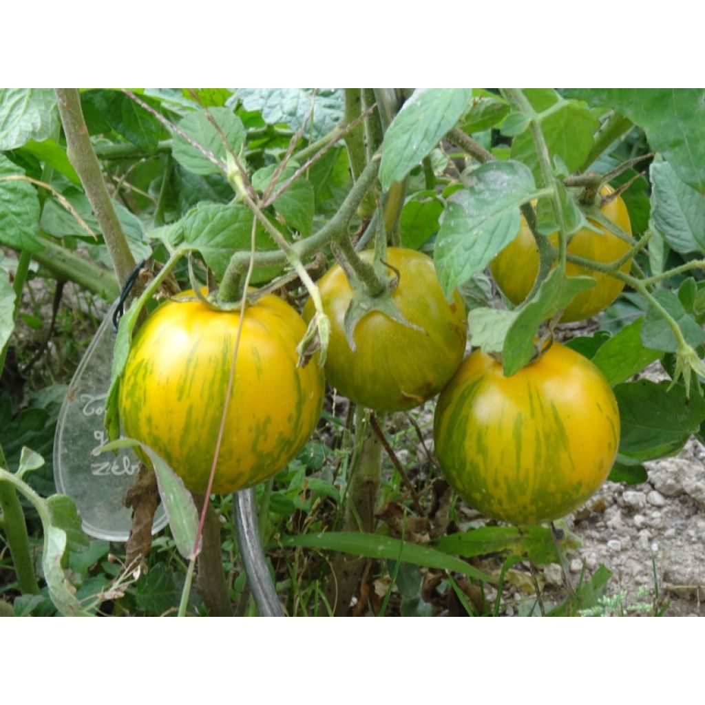 Tomate Green Zebra en plants