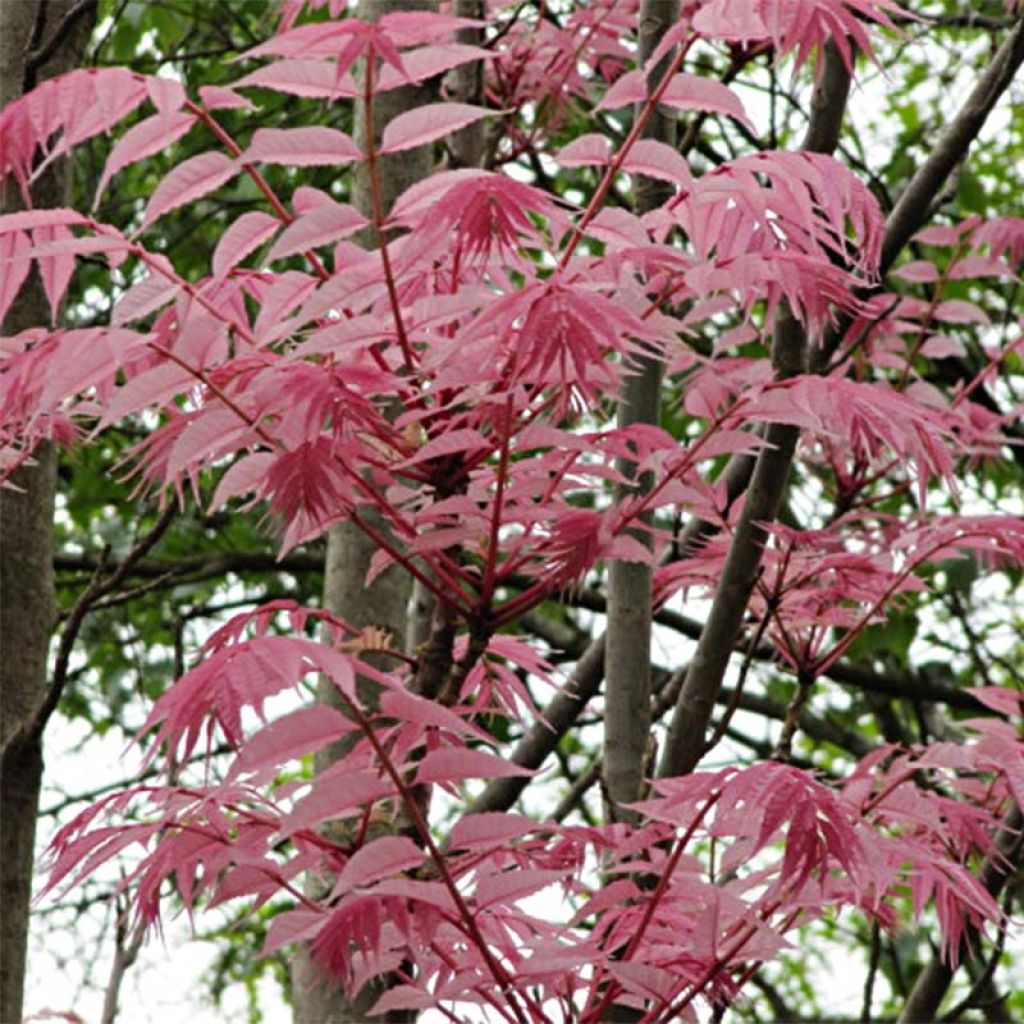 Toona sinensis Flamingo - Acajou de Chine