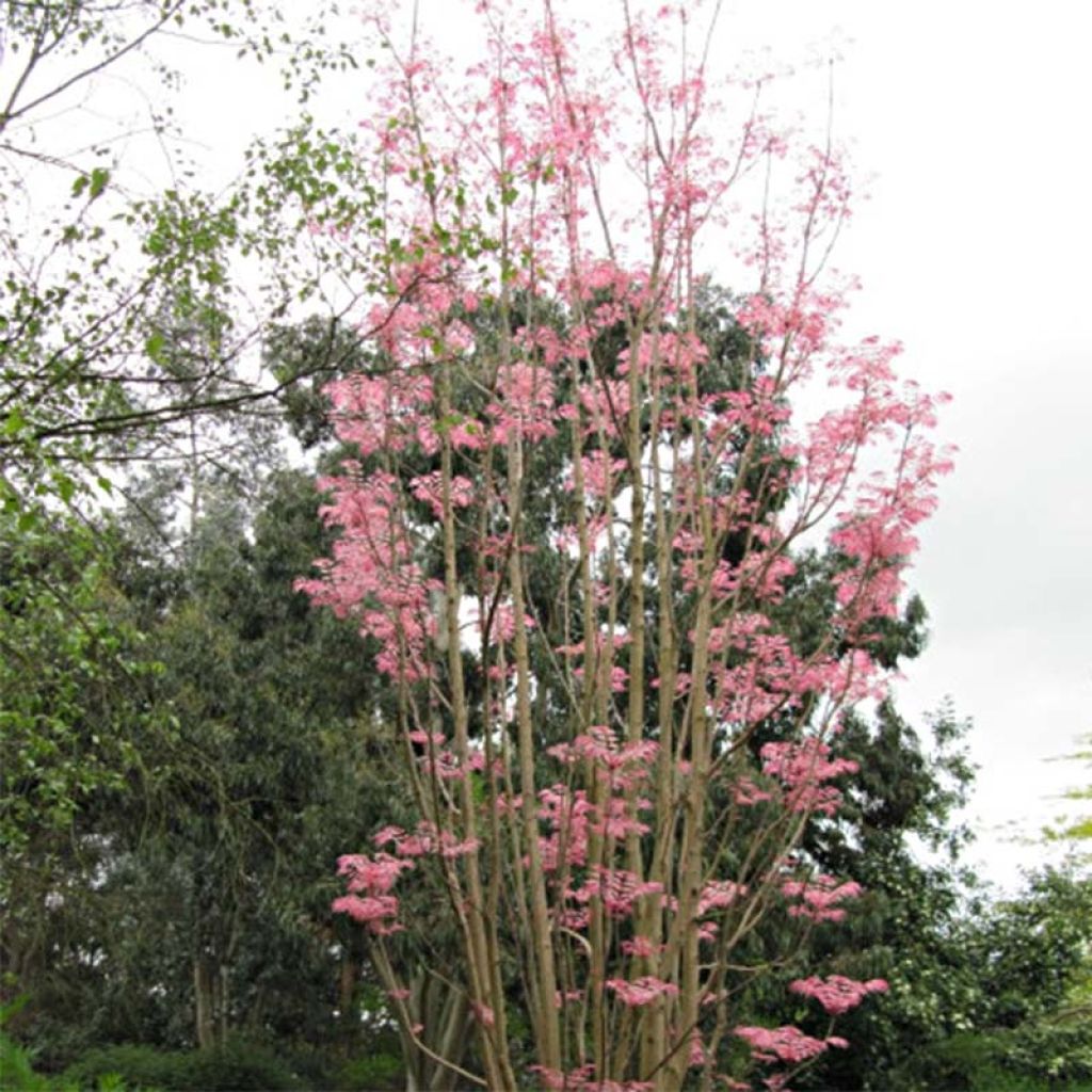 Toona sinensis Flamingo - Acajou de Chine