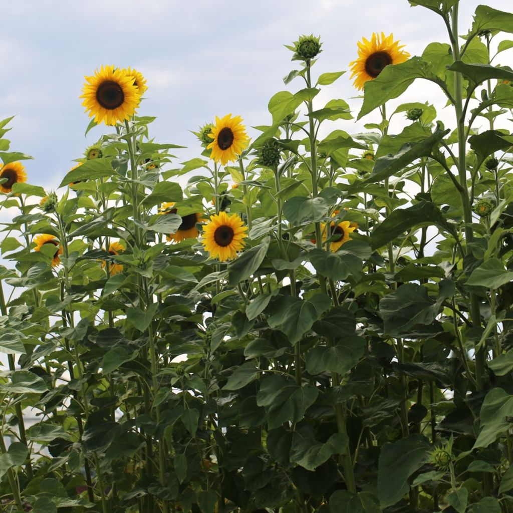 Graines de Tournesol géant BIO - Helianthus annuus