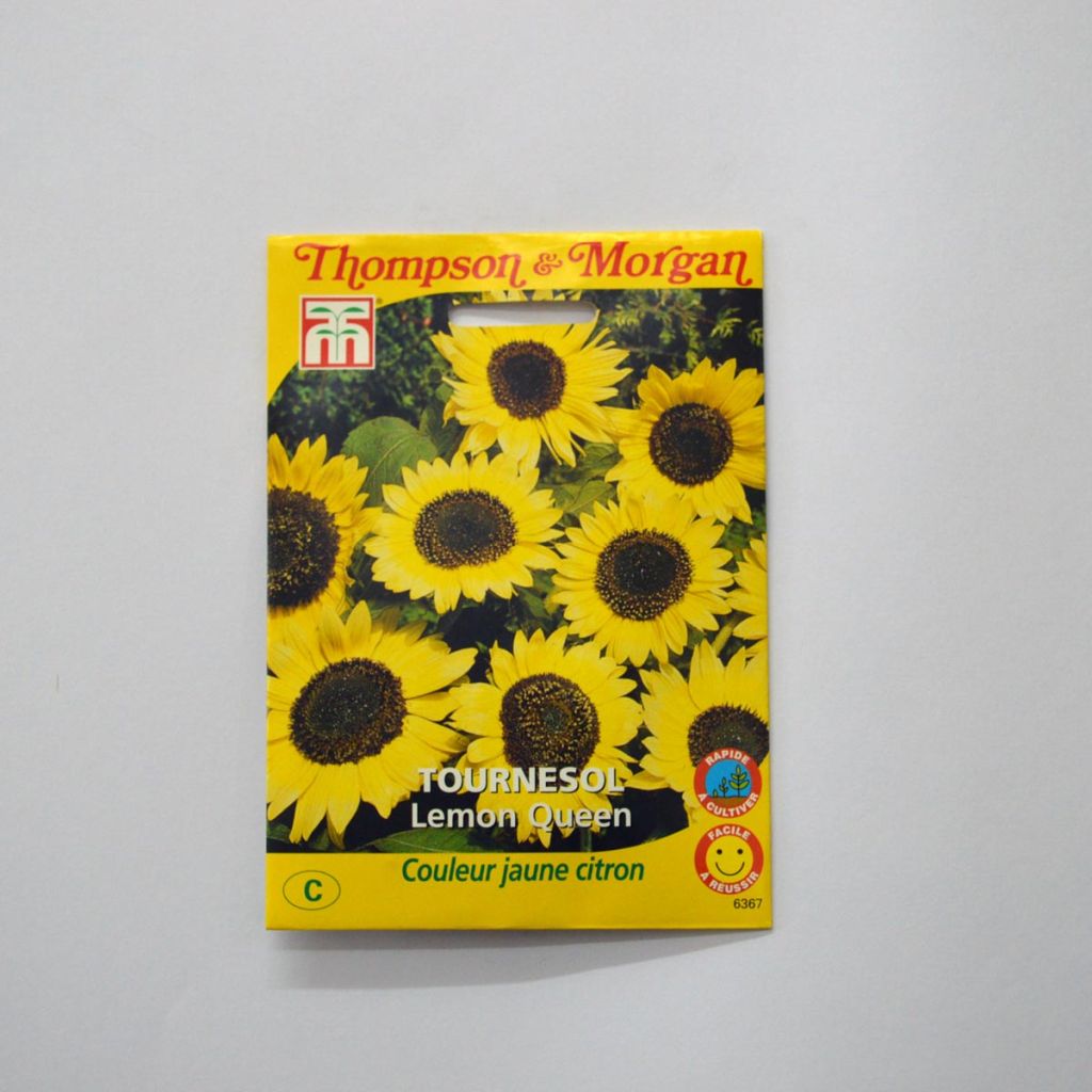 Graines de Tournesol Lemon Queen - Helianthus annuus