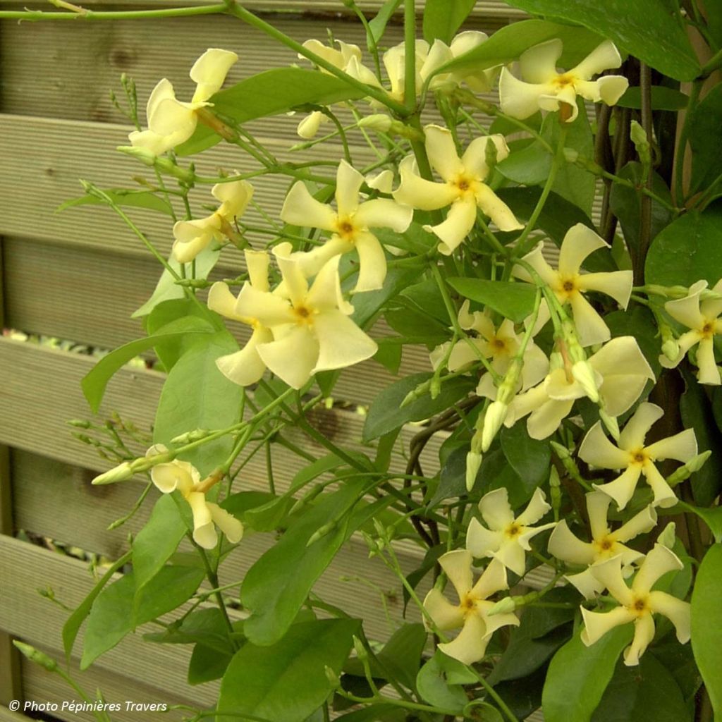 Trachelospermum asiaticum - Faux jasmin jaune
