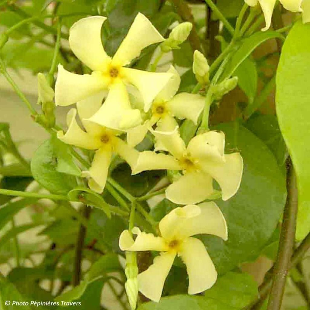 Trachelospermum asiaticum - Faux jasmin jaune