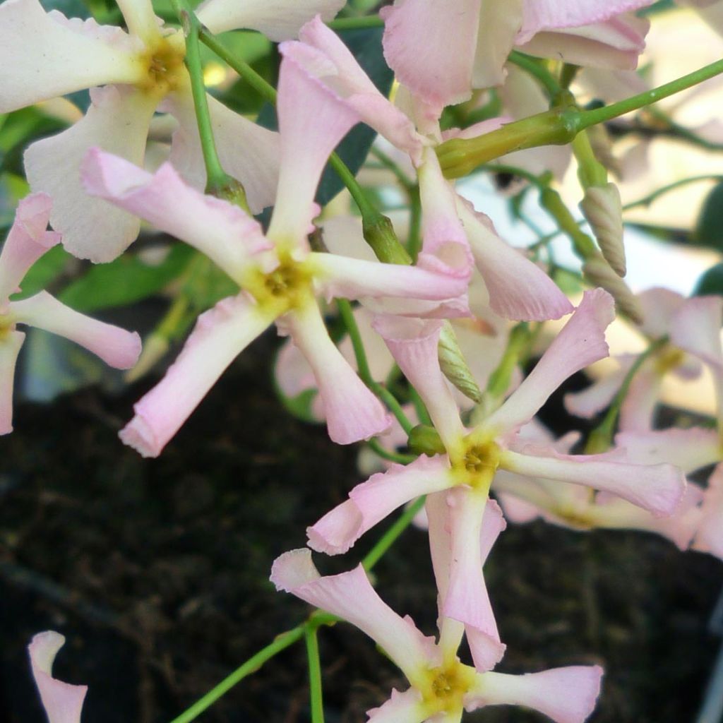 Trachelospermum asiaticum Pink Showers - Jasmin étoilé