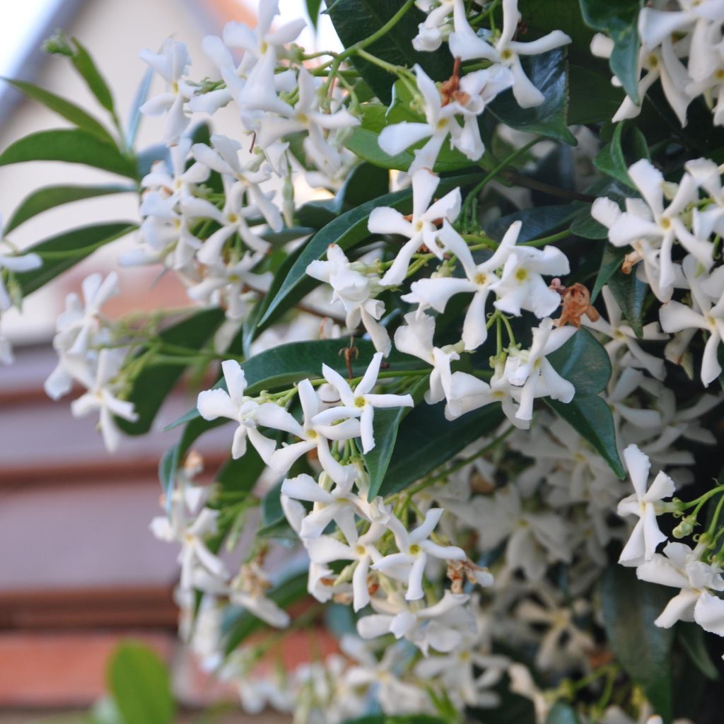 Jasmin étoilé - Trachelospermum jasminoides