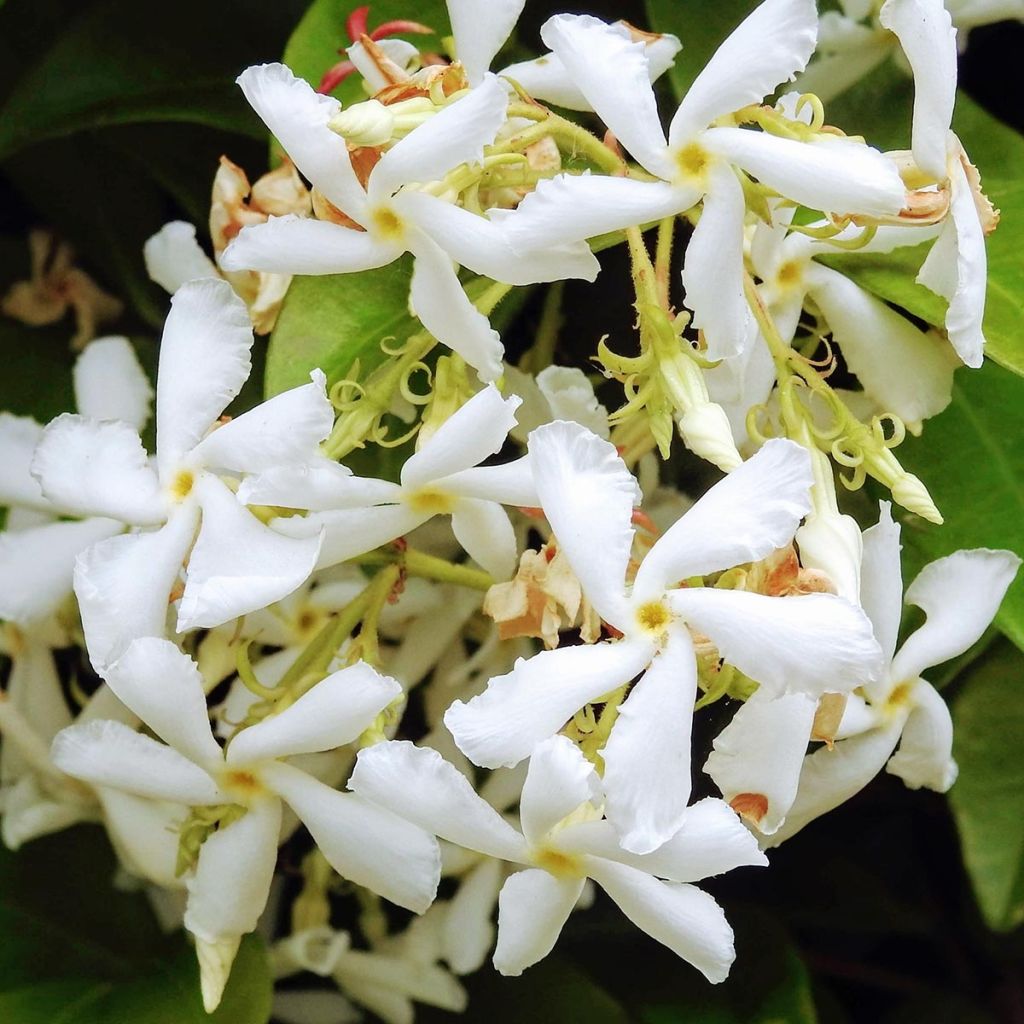 Jasmin étoilé - Trachelospermum jasminoïdes Star Of Venice