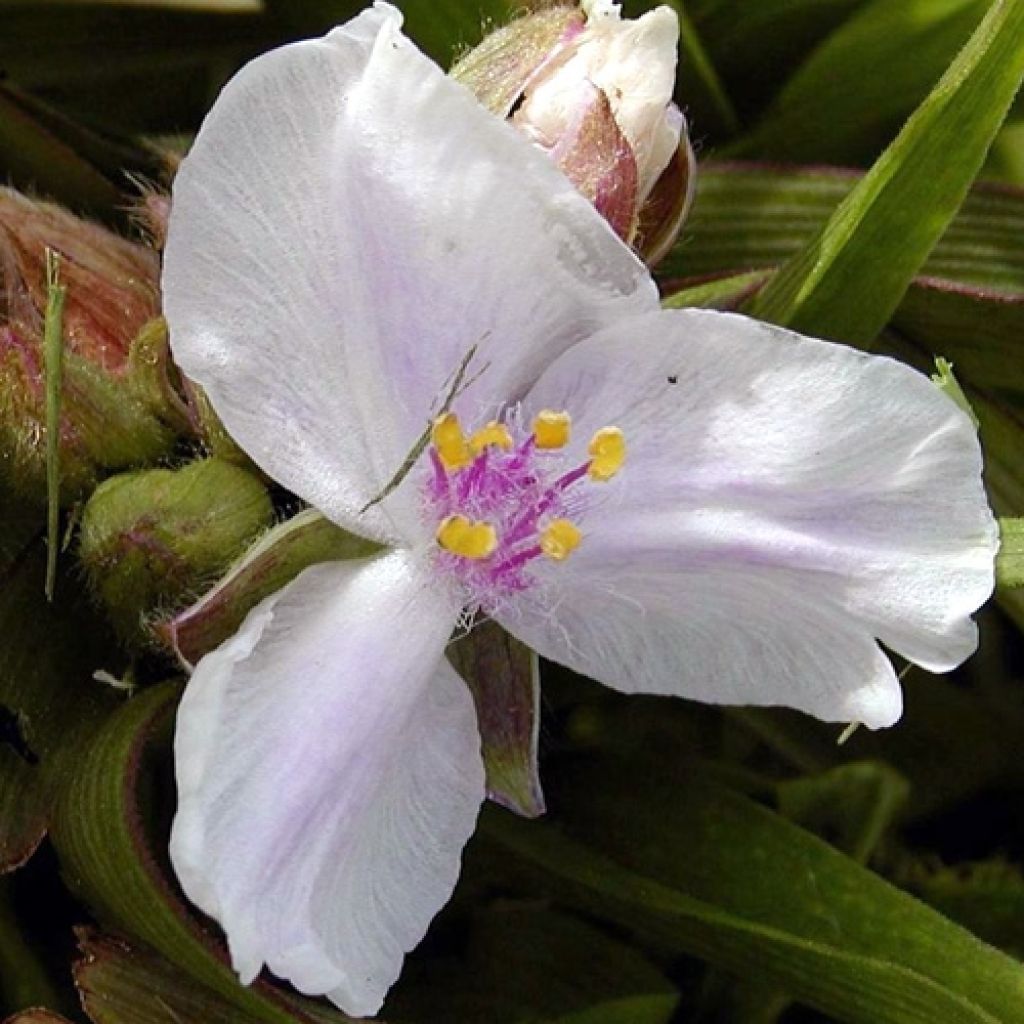 Tradescantia andersoniana Domaine de Courson