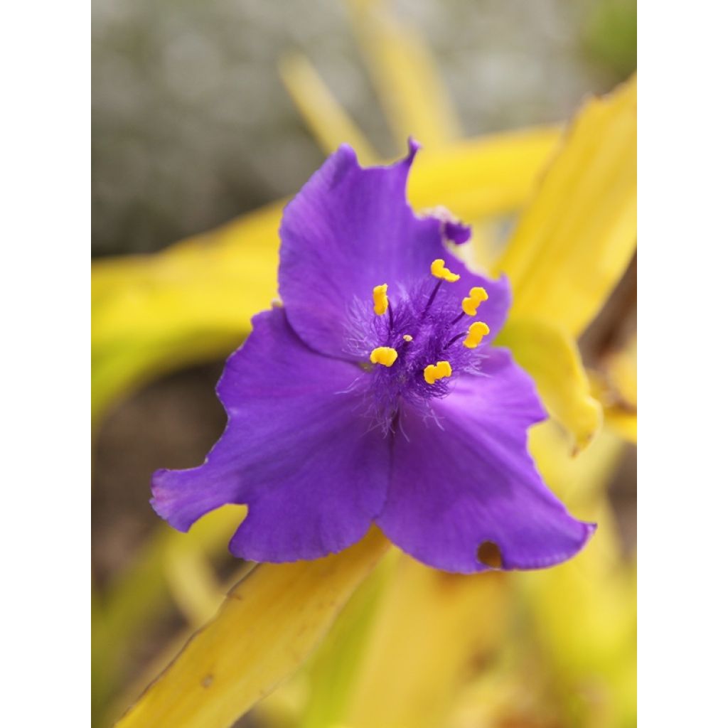 Éphémère de Virginie - Tradescantia andersoniana Sweet Kate